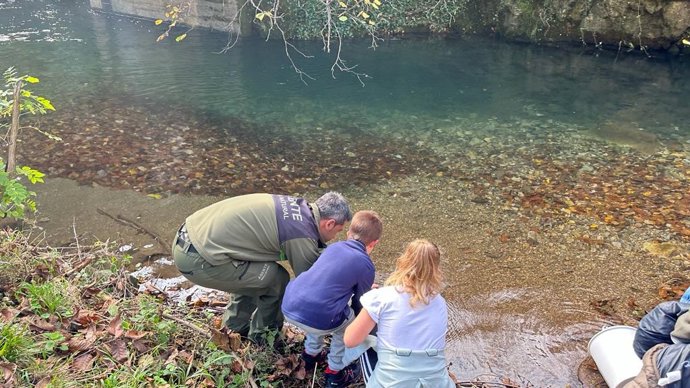 Repoblación de salmones