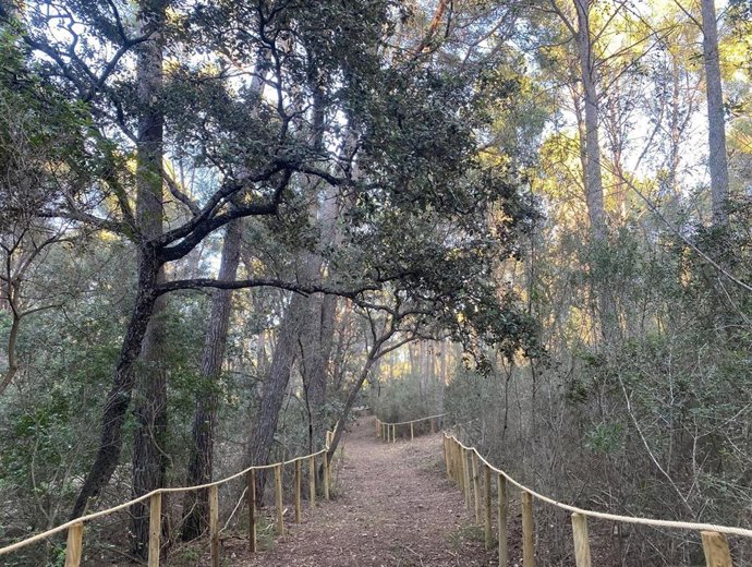 Bosque de Ca'n Tpera.