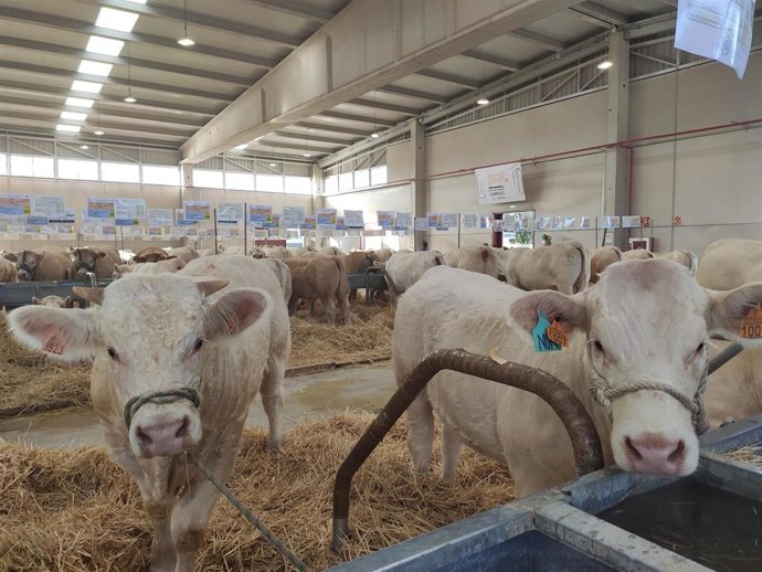 Archivo - Ganado en la feria Salamaq.