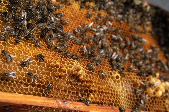 Archivo - Detalle de un panal de abejas de La Abeja Viajera, a 29 de abril de 2022, en Navalafuente, Madrid (España). La Abeja Viajera es una empresa apícola  dedicada a la cría de abejas y ubicada en Soto del Real, aunque tiene colmenares distribui
