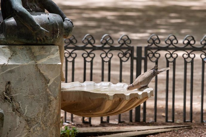 Archivo - Una paloma bebe agua en una fuente de una estatua.