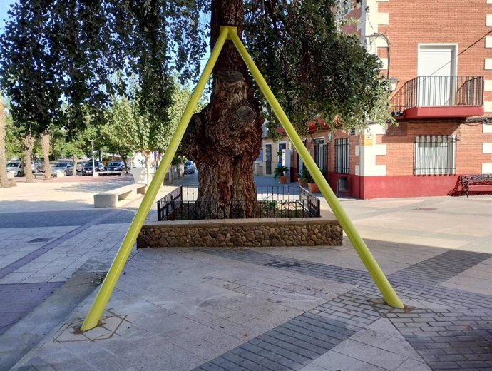 La Comunidad sanea el árbol monumental 'Álamo de Albudeite'