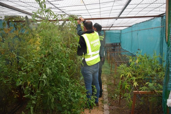 Imagen de la Guardia Civil del cultivo en un local de San Esteban de Gormaz (Soria)