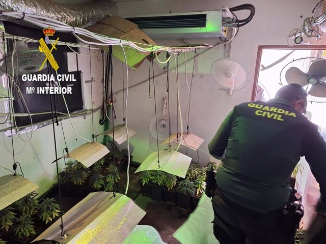 La Guardia Civil ha localizado en Guillena una plantación de marihuana y 20 armas blancas entre puñales, cuchillos y navajas, además de una escopeta de aire comprimido.