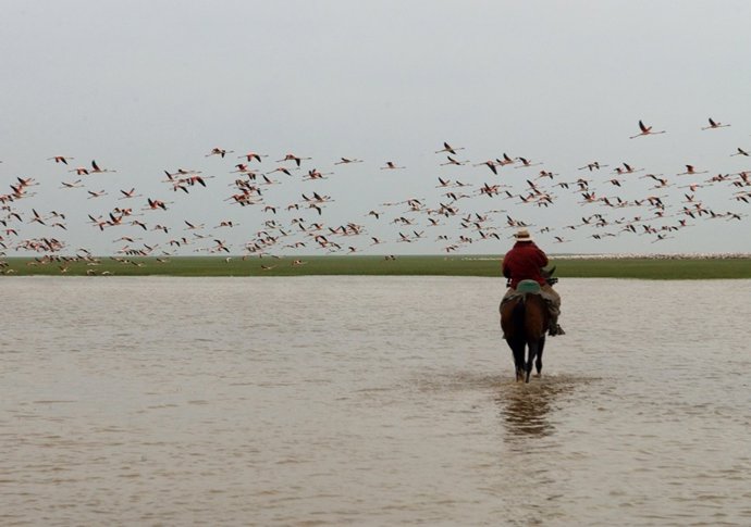 Archivo - Ornitólogo censando aves acuáticas en las Marismas del Guadalquivir.