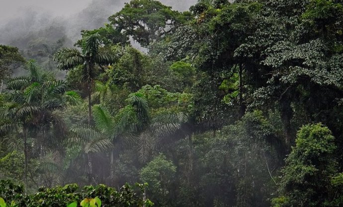 Bosque tropical húmedo