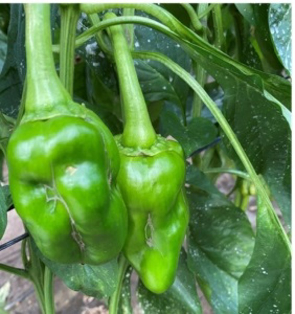 Cultivo de pimiento afectado por virosis en el campo almeriense