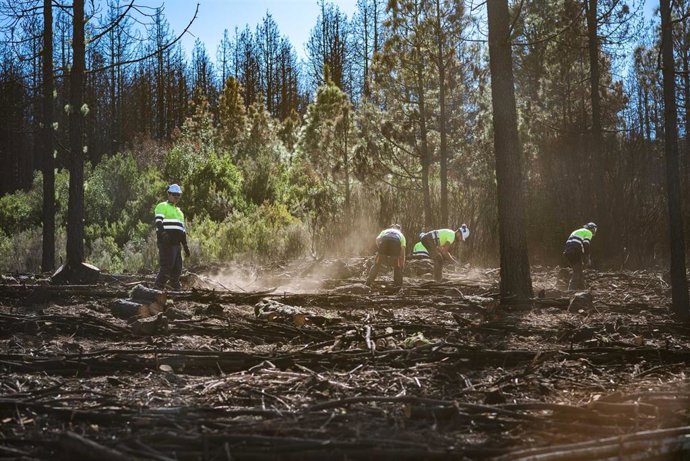 Un grupo de operarios trabaja en una de las zonas afectadas por el incendio forestal de Tenerife que afectó a 12.000 hectáreas para facilitar y agilizar su recuperación.