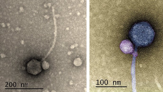 Imágene obtenidas con microscopía TEM y coloreadas del virus satélite adherido a su ayudante