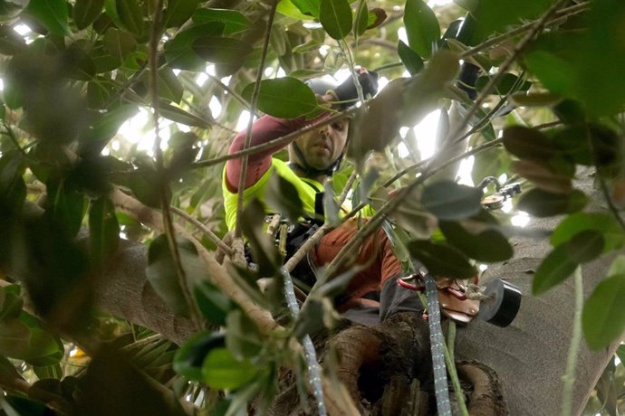 Operario instalado uno de los soportes aéreos en las ramas de un ficus de la plaza Cristo de Burgos de Sevilla.