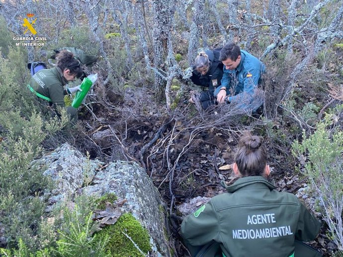 Imagen de la Guardia Civil que investiga un posible envenenamiento de un oso pardo en Palencia
