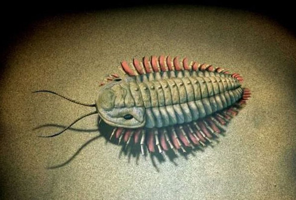 Representación artística de un trilobites basada en partes blandas del cuerpo conservadas.