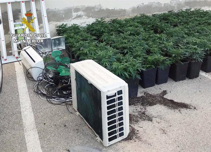 Detenida Una Mujer Por Cultivar 141 Plantas De Marihuana En Un Domicilio.