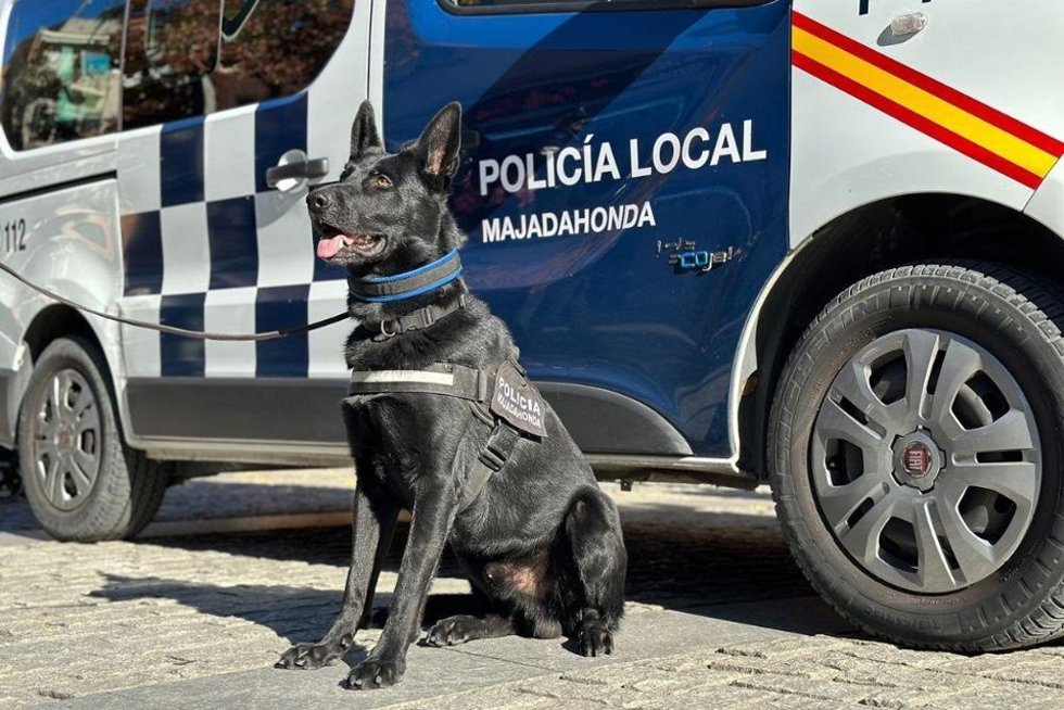 Detenido un hombre con diversas cantidades de droga gracias al perro policía 'Rayo' de Majadahonda