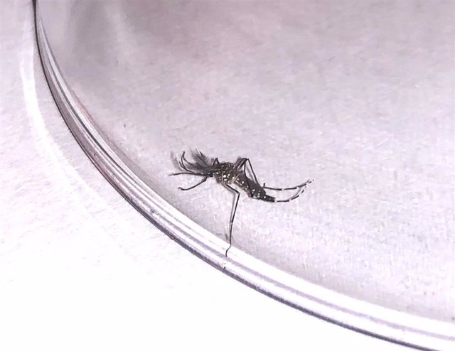 Archivo - Ejemplar del mosquito Aedes aegyptien