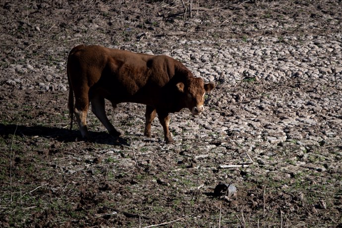 Una vaca en el pantano de Sau, seco, este lunes