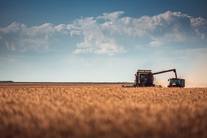 Archivo - Una segadora en un campo de cereales.