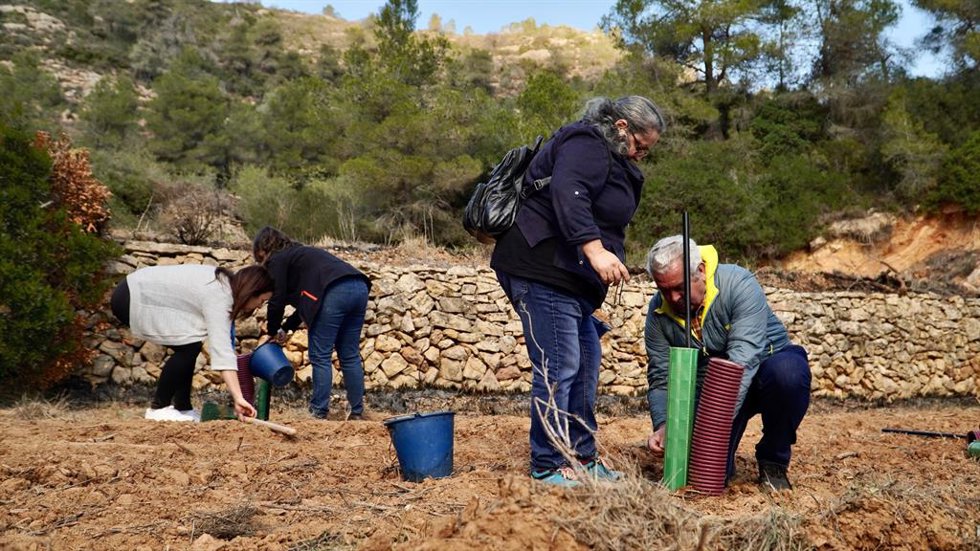 Los trabajos de reforestación
