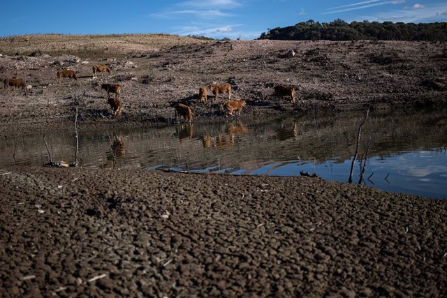Animales en el pantano de Sau, a 20 de noviembre de 2023, en Vilanova de Sau, Barcelona, Catalunya (España). Las cuencas hidrográficas internas catalanas llevan ocho meses en la fase de excepcionalidad por la sequía. Los bajos niveles de los embalses, al 