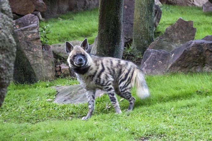 Nueva especie de hiena en Bioparc