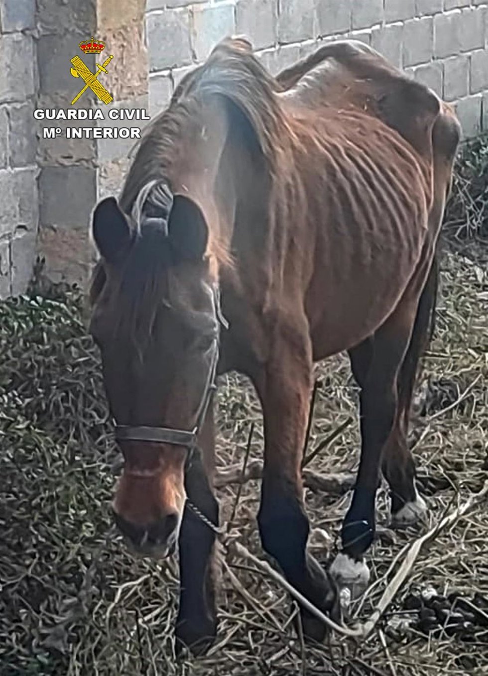 Imagen de la situación en la que se encontraba uno de los animales