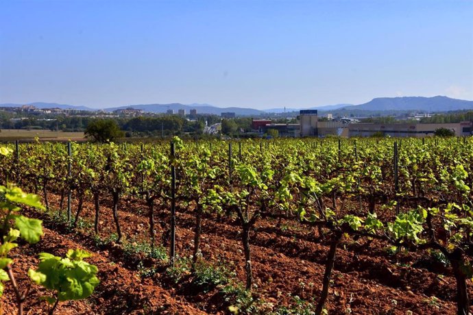 El viñedo de Santa Margarida i els Monjos en la comarca del Alt Penedès (Barcelona) volvió a brotar a principios de octubre.