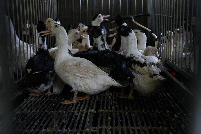 Patos en una granja de producción de foie gras en Francia.
