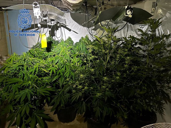 Archivo - Plantación de marihuana