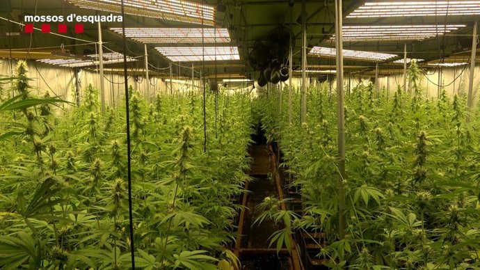 Una de les plantacions de marihuana intervenides a l'Alt Empord (Girona)