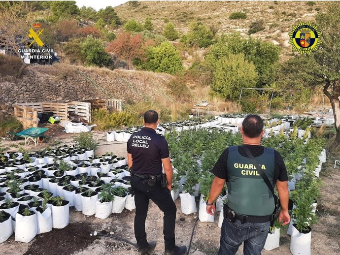 Dos detenidos y desmantelada una plantación de marihuana con más de 700 plantas en Relleu