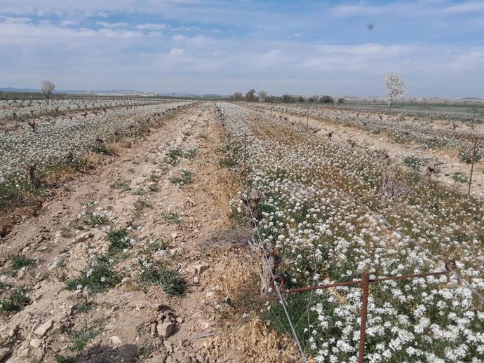 Sardiruela, finca demostrativa en el proyecto 'Secanos Vivos' en la comarca de Los Monegros (Zaragoza).