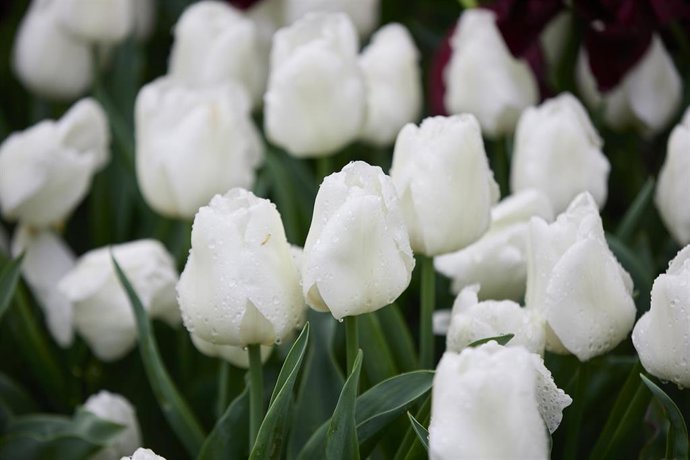 Archivo - Tulipanes blancos en el Real Jardín Botánico, a 23 de abril de 2022, en Madrid (España). 