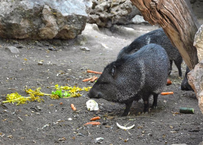 Un pecarí de collar de Terra Natura Benidorm