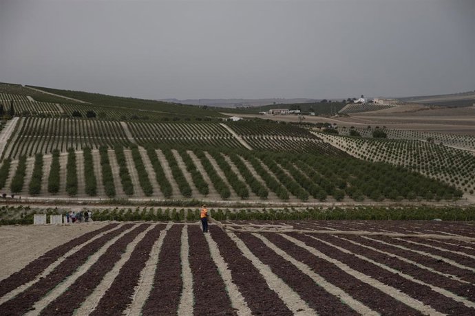 Archivo - Bodega González-Byass en el Lagar de Canarier.