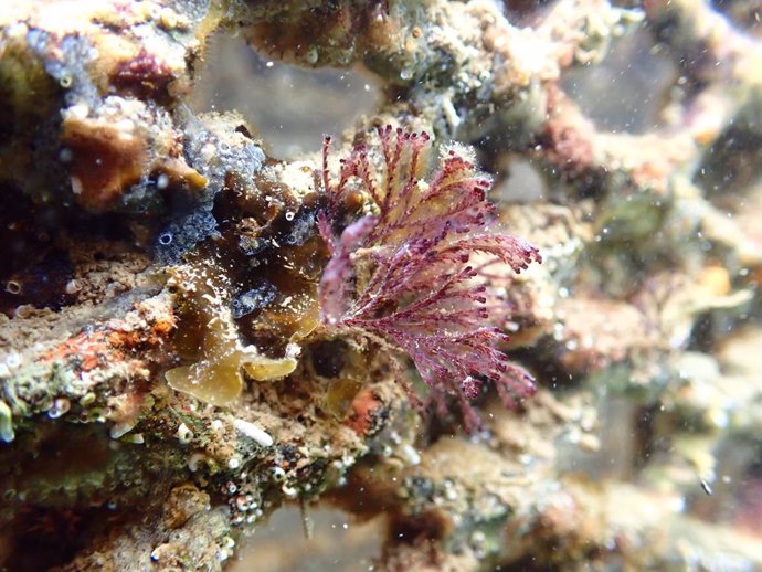 Biodiversitat recuperada amb la tecnologia d'Ocean Ecostructures