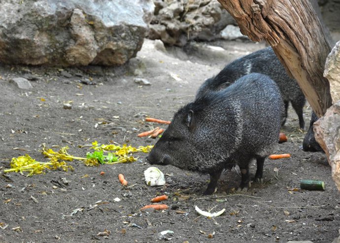 Un pcari de collar a Terra Natura Benidorm