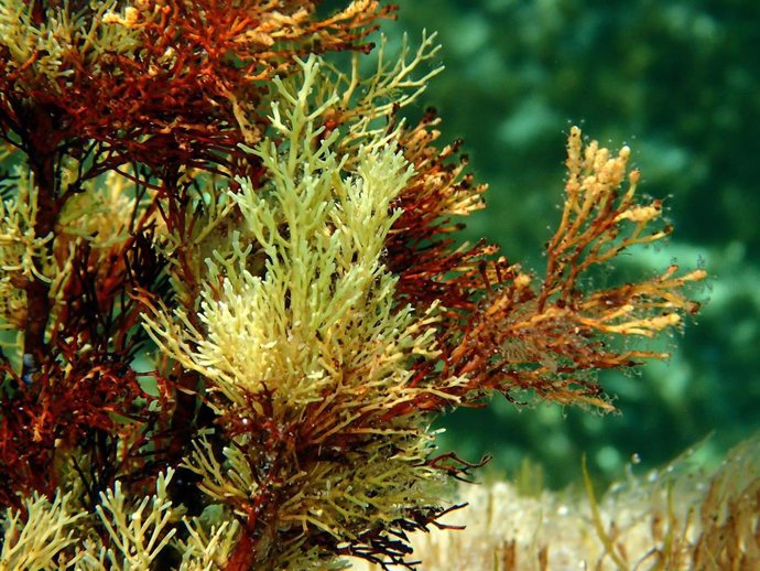 Ericaria crinita, una de las algas del catálogo