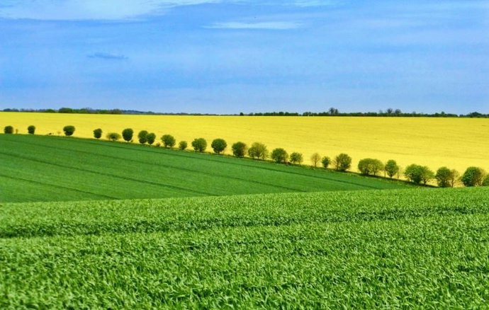 Campo de cultivo. Imagen de archivo.
