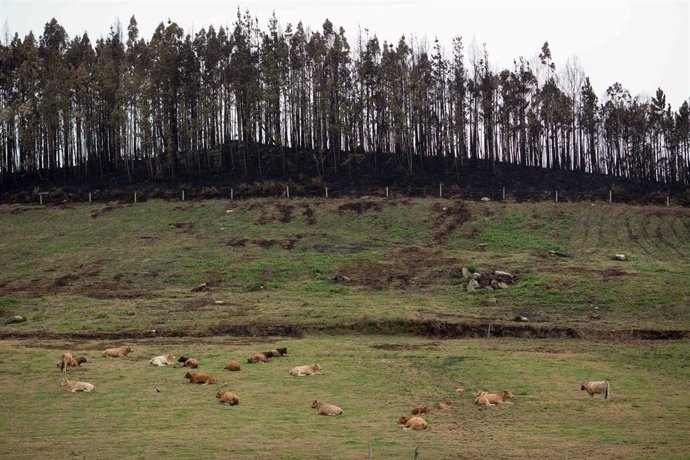 Archivo - Zona de bosque quemado tras el incendio, a 16 de octubre de 2023, en Trabada, Lugo, Galicia (España). La consejería de Medio Rural de Galicia ha informado que el fuego que se inició el pasado jueves, 12 de octubre, ha sido extinguido tras quemar
