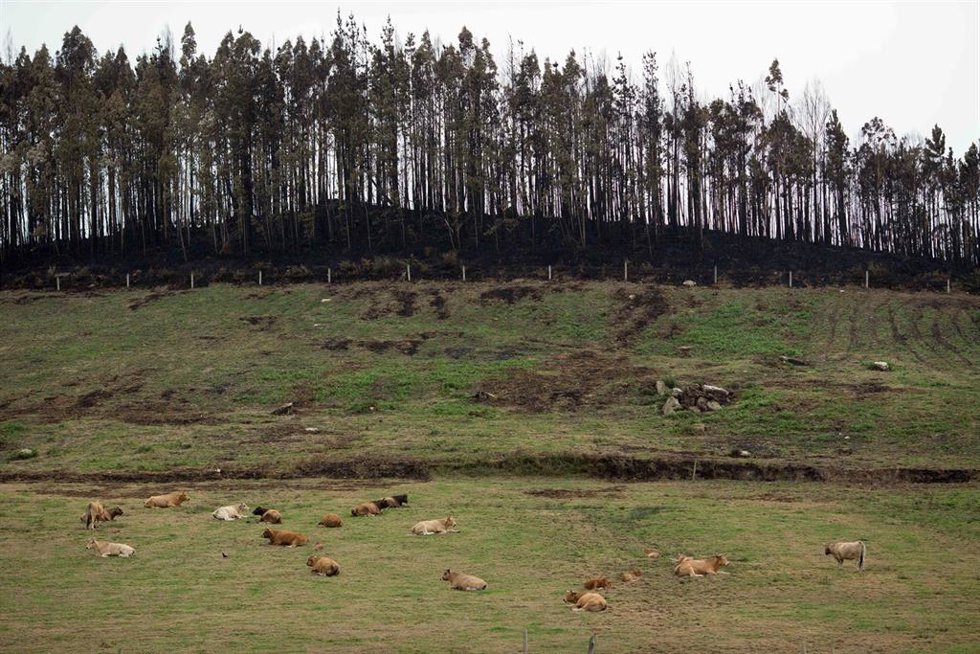 Archivo - Zona de bosque quemado tras el incendio, a 16 de octubre de 2023, en Trabada, Lugo, Galicia (España). La consejería de Medio Rural de Galicia ha informado que el fuego que se inició el pasado jueves, 12 de octubre, ha sido extinguido tras quem