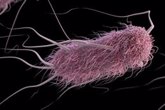 Foto: La 'E. coli' es capaz de desarrollar mayor resistencia a antibióticos de lo pensado