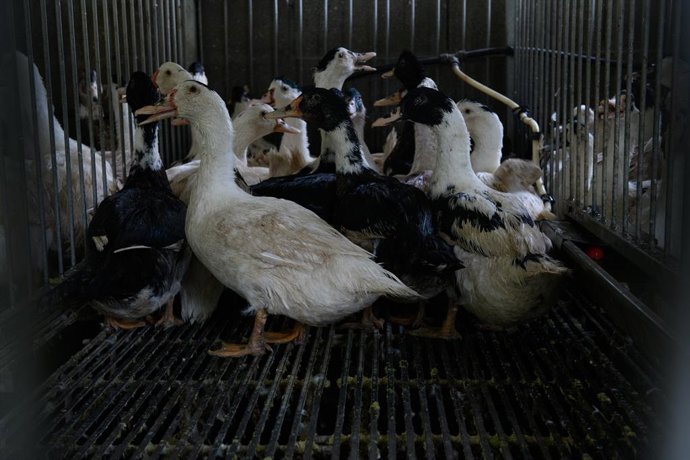 Patos en una granja de producción de foie gras en Francia.
