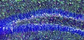 Foto: Descubren el mecanismo que asegura la reserva de células madre para la generación neuronal en la edad adulta