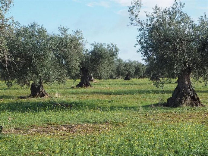 Un olivar incuido en el proyecto Olivares Vivos.