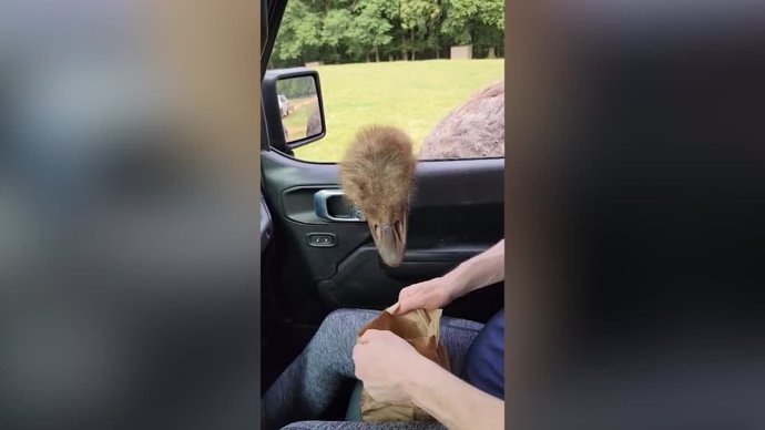 Un avestruz le roba comida a una espectadora durante un safari