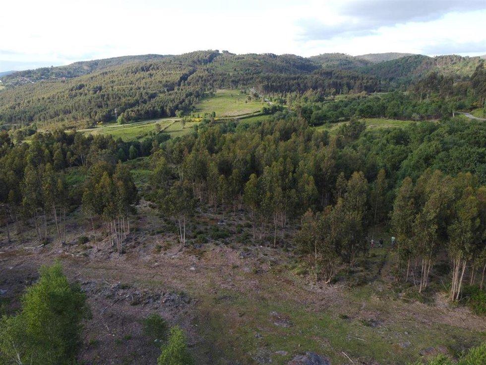 Fundación Cabify colabora con Fundación Tierra Pura en una iniciativa de reforestación en Galicia