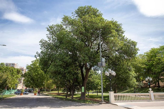 Archivo - La Cátedra de Bosques Urbanos organiza un foro sobre la gestión del patrimonio arbóreo de las ciudades.