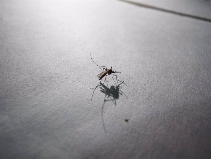 Archivo - Mosquito