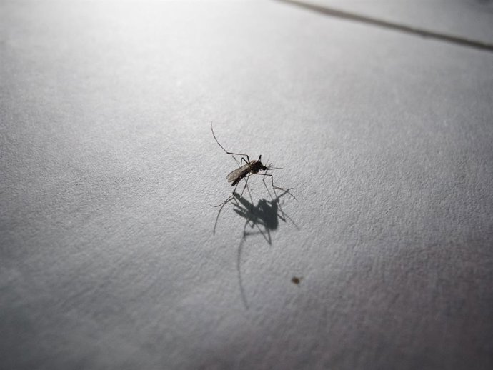 Archivo - June 19, 2023, Asuncion, Paraguay: A mosquito is seen inside a house in Asuncion, Paraguay. Paraguayan health authorities reported on Friday (16) that in the last three weeks, 1,468 cases of chikungunya and 721 cases of dengue have been regist