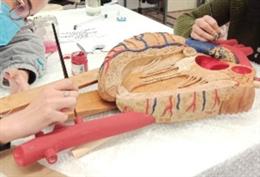 Restauración de modelos anatómicos por alumnos del Grado de Conservación y Restauración de la Facultad de Bellas Artes de Sevilla.